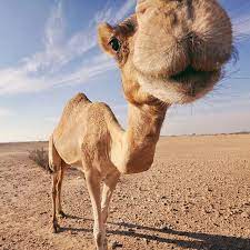 What do you call a camel that hates cows? 22 52 Hi There Camels Funny Camels Funny Hump Day Memes