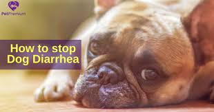 Maybe you would like to learn more about one of these? Pet Care Articles How To Stop Dog Diarrhea Petpremium
