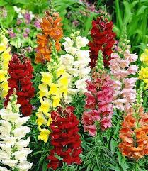 Lowenmaulchen Sonnet F1 Mix 1a Qualitat Kaufen Baldur Garten Ziergras Lowenmaul Blumensamen