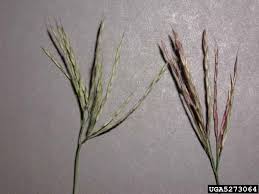 Image result for Arthraxon