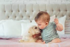 Bred for centuries to be man's best friend, it's no wonder that shih tzu puppies are among the most popular. 27 Precious Photos Of Dogs And Babies That Will Melt Your Heart