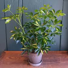 Image result for Schefflera