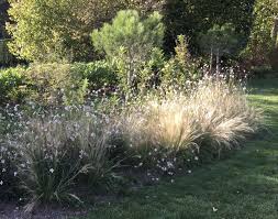 Gaura Lindheimeri Butterfly White Stipa Poney Tail In 2020 Pflanzen Garten
