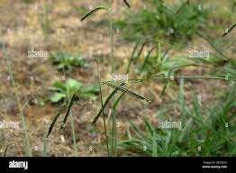 Image result for Urochloa brizantha