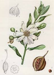 Image result for Xylotheca tettensis