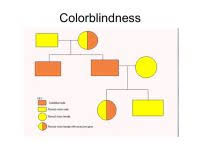 Pedigree Chart For Hair Color Incidence Of Color
