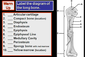 Above, you can see a labeled diagram showing the main bones of the body. 31 Label The Long Bone Labels For Your Ideas