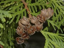This species grows from maine along the appalachians and westward through the northern part of the great lake states. Northern White Cedar American Arborvitae Tree Facts