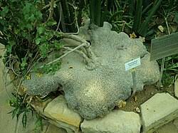 Image result for Gerrardanthus lobatus