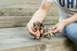 Miniature Dachshund Vs Standard Dachshund