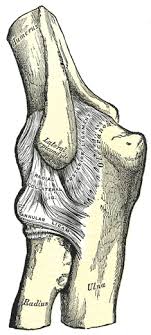 There are three types of fibrous joints: Elbow Joint Human Anatomy