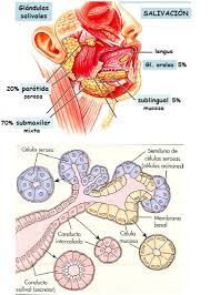 Pin En Anatomia