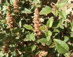 Image result for Amaranthus deflexus