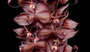 Image result for Manniella