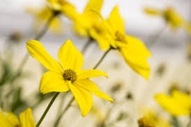 In the car crash that took the lives of his mother and sister, beau suffered multiple broken bones, but survived after spending several months. Bidens Planting Pruning And Advice On Caring For It