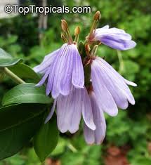 Image result for Sclerochiton