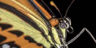 Mariposas Reproduccion Habitat Anatomia Y Caracteristicas