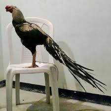The most common rooster fighting material is metal. Cock Fight Bangalore 2021