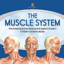 Anatomy 101 offers an exciting look into the inner workings of the human body. The Muscle System The Amazing Human Body And Its Systems Grade 4 Children S Anatomy Books Baby Professor Ebook Fixed Page Etextbook Pdf Abe Pl