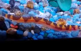 5yr · silvankolk · r/aquariums. Kuhli Loach Loaches Pangio Kuhlli Tank Facts