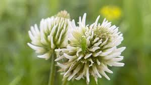 Image result for Trifolium masaiense