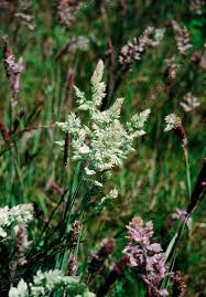 Image result for Holcus lanatus