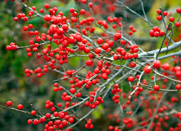 We did not find results for: Winter Shrubs 10 Colorful Picks For Your Landscape Bob Vila