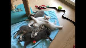 British Shorthair Gebelik Dogum Yavrular Youtube