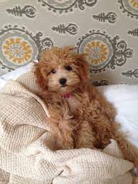 Pin By Suman Agarwal On My Goldendoodle Sam Friends Cute Animals Teddy Bear Dog Cute Dogs