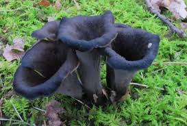 Image result for Crepidomanes fallax