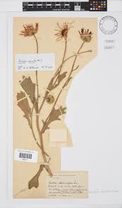 Image result for Arctotis venusta