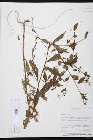 Image result for Ludwigia erecta