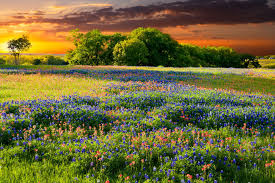 Check spelling or type a new query. We Love How Wildflowers Paint The Texas Landscape Southern Living