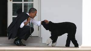 Democrats are blitzing five key states with ads prominently featuring barack obama, as part of a final push for joe. Emotionaler Abschied Bei Instagram Michelle Und Barack Obama Trauern Um Hund Bo