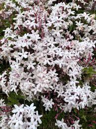 Image result for Jasminum pauciflorum