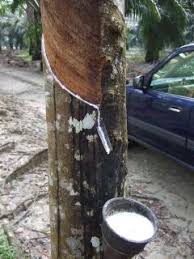 There are 40937 rubber wood for sale on etsy, and they cost $12.22 on average. What Is Rubber Wood 5 Facts You Should Know Start Woodworking Now