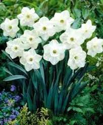 Narcissus Large Cup Stainless Daffodil Large Cup From Van Bloem Gardens Daffodils Garden Bulbs Bulb Flowers