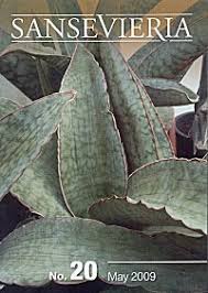 Image result for Sansevieria pedicellata