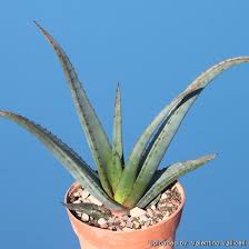 Image result for Aloe pienaarii