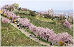 Gimmeldinger mandelblütenfest ab märz taucht die frühe mandelblüte gimmeldingen in ein zartrosa blütenmeer. Pin Auf Wanna Go Pfalz