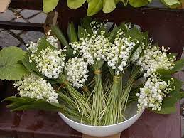 Photo Lily Of The Valley Plant Lily Of The Valley Lily Vases Lily