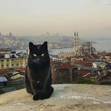 101 Likes 3 Comments Www All4turkish Com Turkeywithemre On Instagram Who Knows The Meaning Of Black Cat In Turkey A Kedi Kediler Ve Yavrulari Memeliler