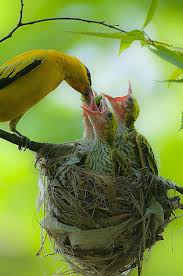List Birds That Start With B Black Naped Oriole Feeding The Chicks Oriolus Chinensis By Ahn B K E Both Parents Tend To The Chicks Pretty Birds Pet Birds Beautiful Birds