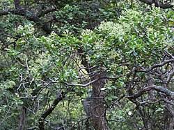 Image result for Nuxia congesta