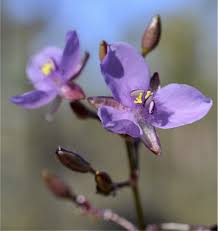 Image result for Murdannia tenuissima