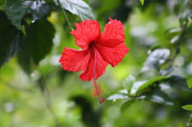 Er staan 12036 native flowers te koop op etsy, en gemiddeld kosten ze €. A Native Flower Of Costa Rica Plentiful Around Banana Azul S Sloth Cabinas Picture Of Hotel Banana Azul Puerto Viejo De Talamanca Tripadvisor