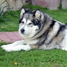 The alaskan malmute dog actually dates back a very long time ago. Learn About The Aslaskan Malamute Dog Breed From A Trusted Veterinarian