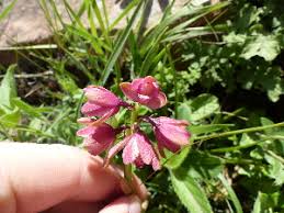 Image result for Eulophia angolensis