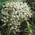 Image result for Tarenna pavettoides