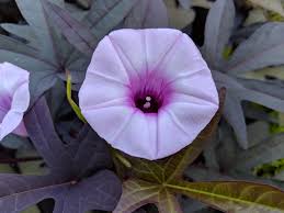 Gomphrena flower plants winter flower plants salvia flower plants dianthus flower plants petunia flower plants marigold flower plants below are the details of offered plant: Flowers On Our Sweet Potato Vines